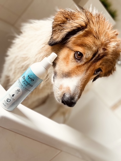Hund mit Hundeshampoo