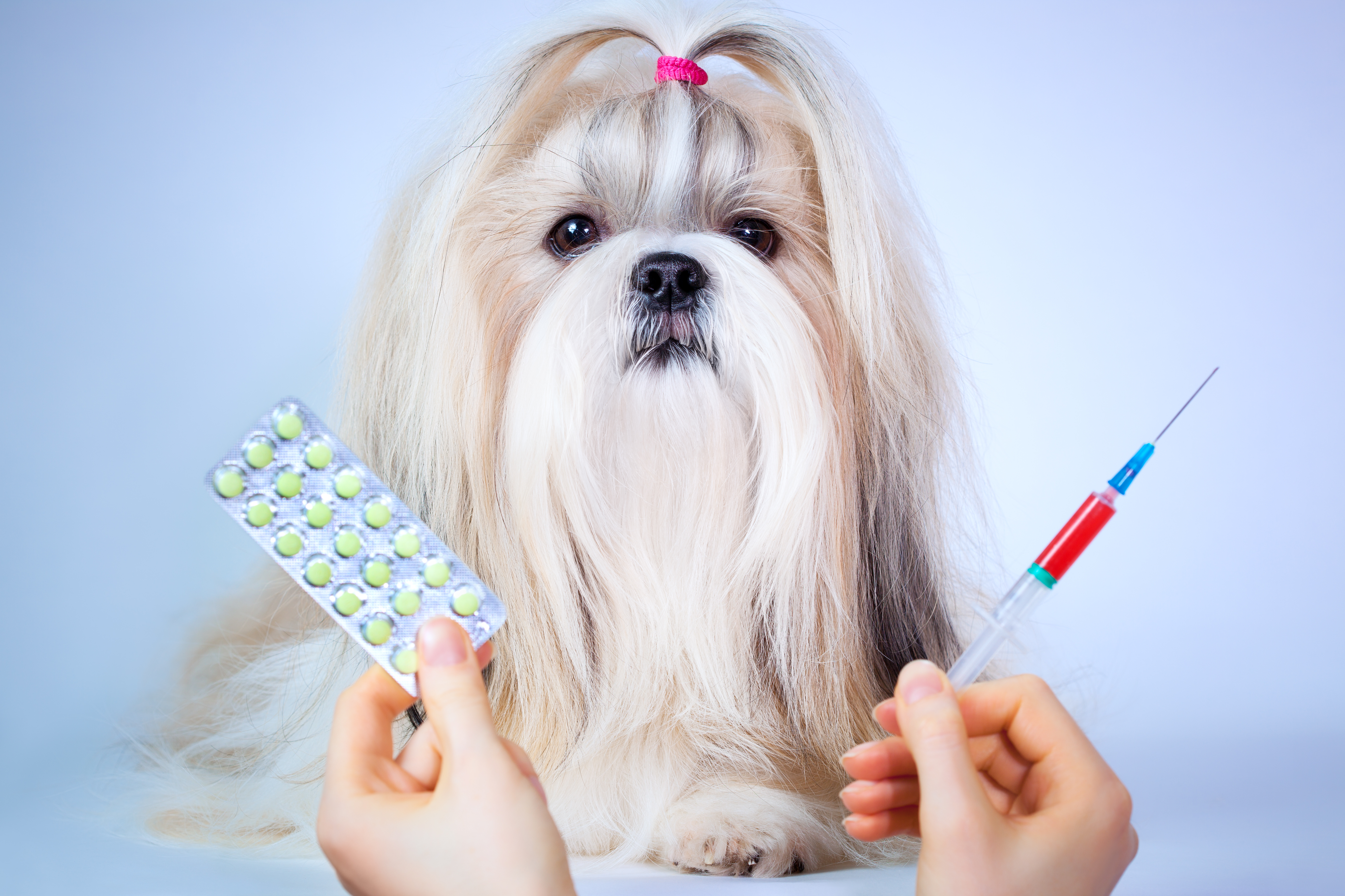 der Hund und die Pillen