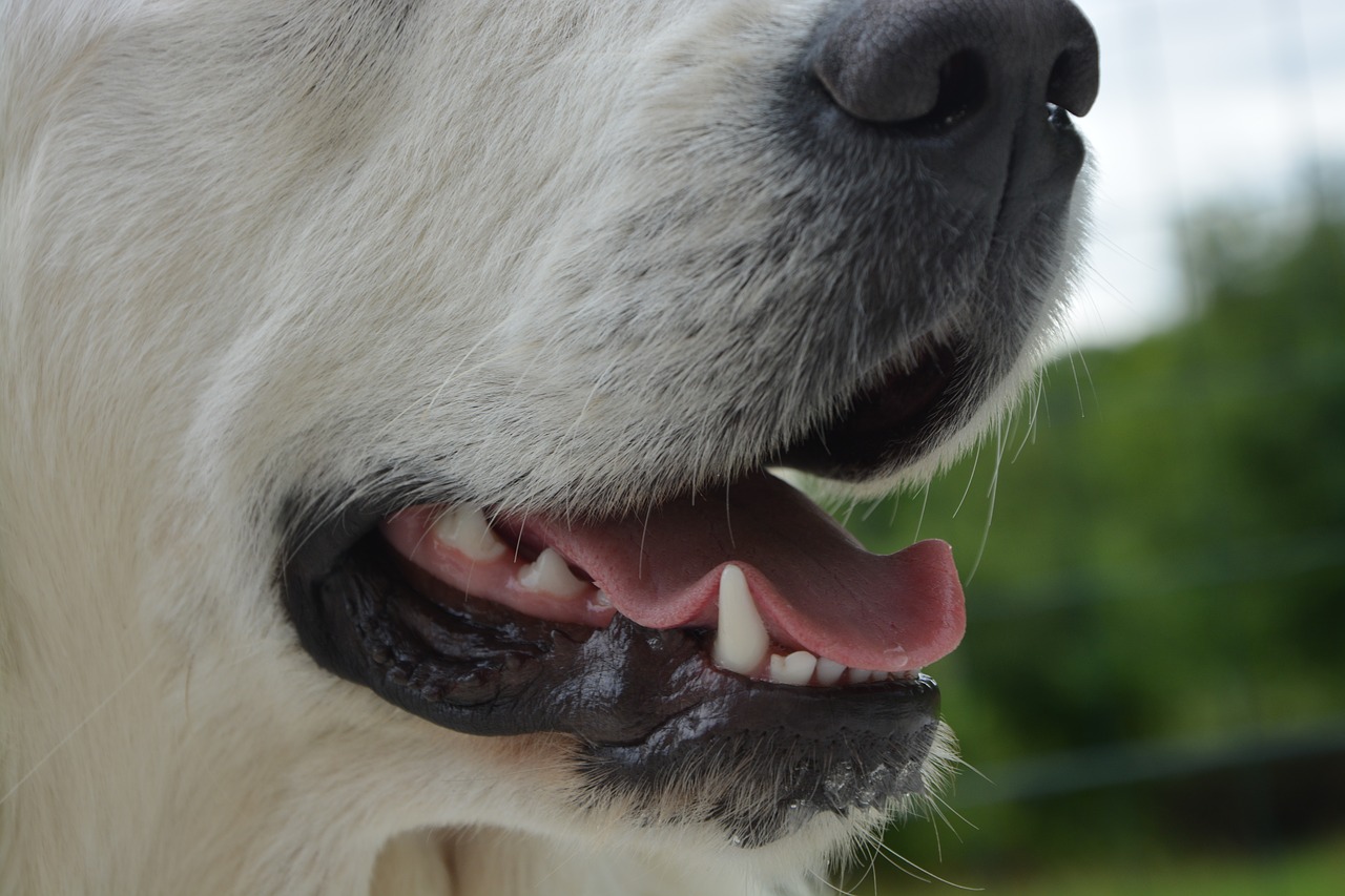 Mundgeruch beim Hund