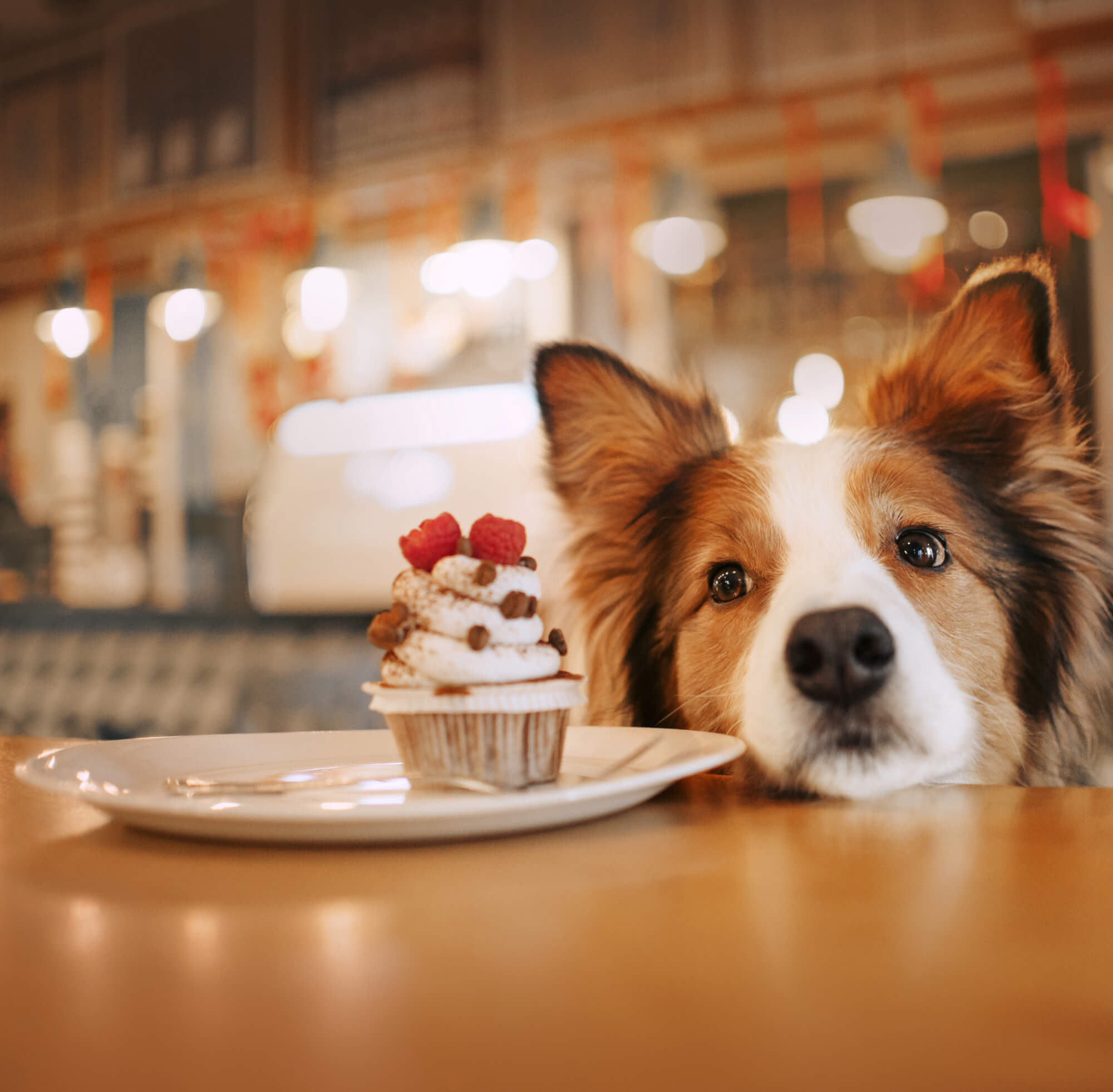 20 interessante Fakten über Hunde