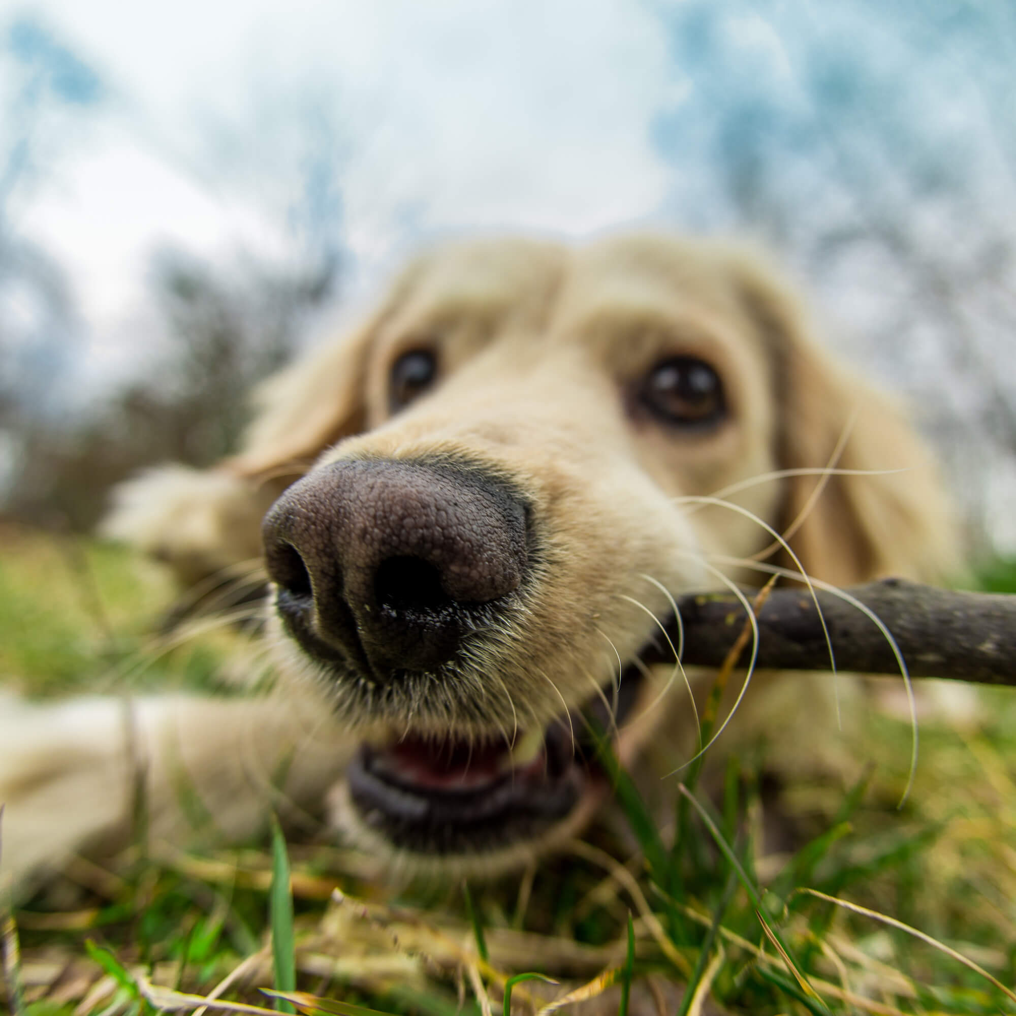 20 interessante Fakten über Hunde