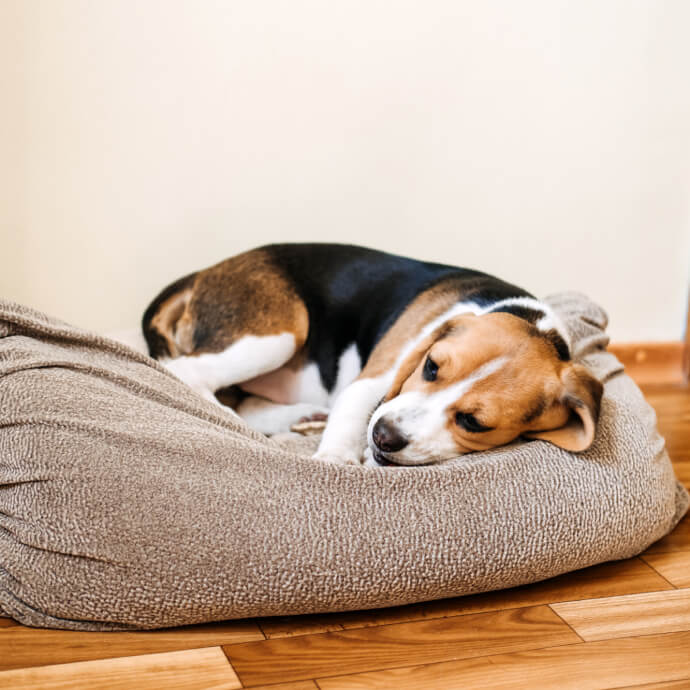 Hund erbricht Schaum