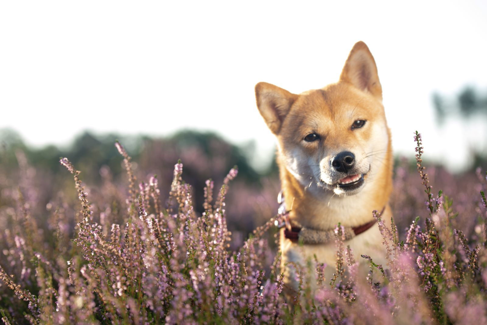 Dürfen Hunde Äpfel essen