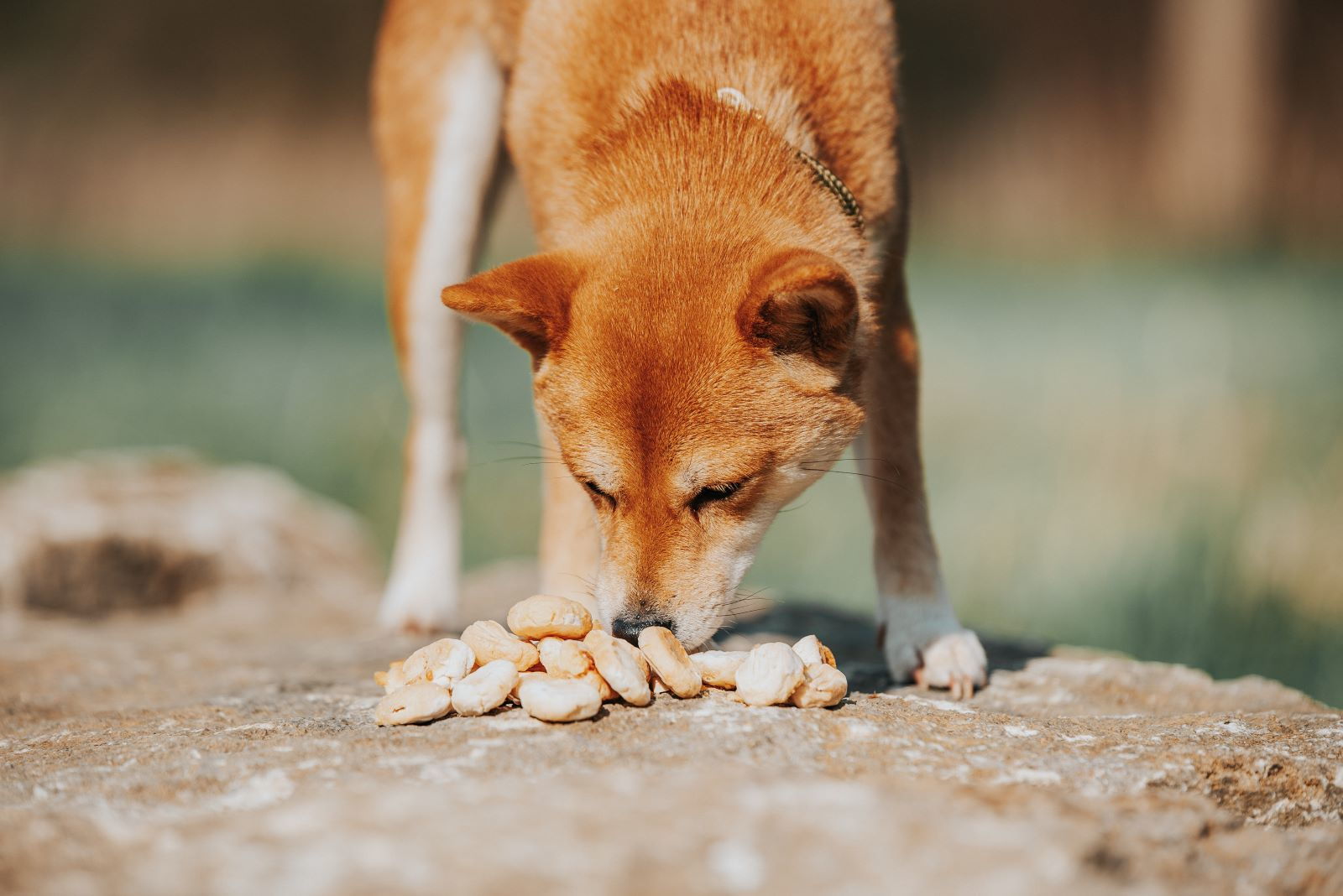 Dürfen Hunde Erdbeeren essen