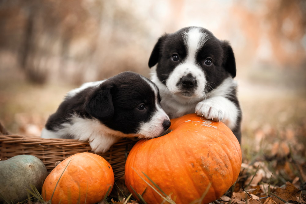 Dürfen Hunde Kürbisse essen?