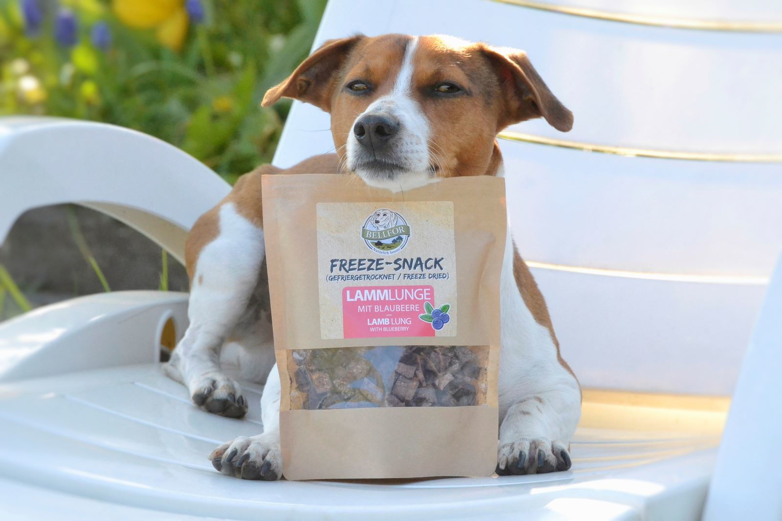 Dürfen Hunde Mandarinen essen