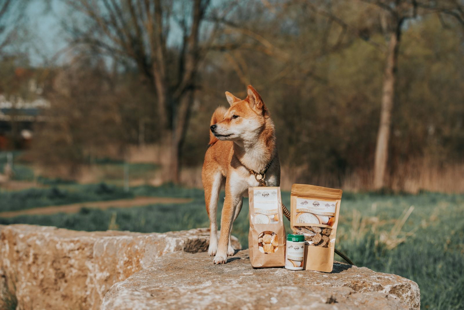 Dürfen Hunde Wassermelone essen