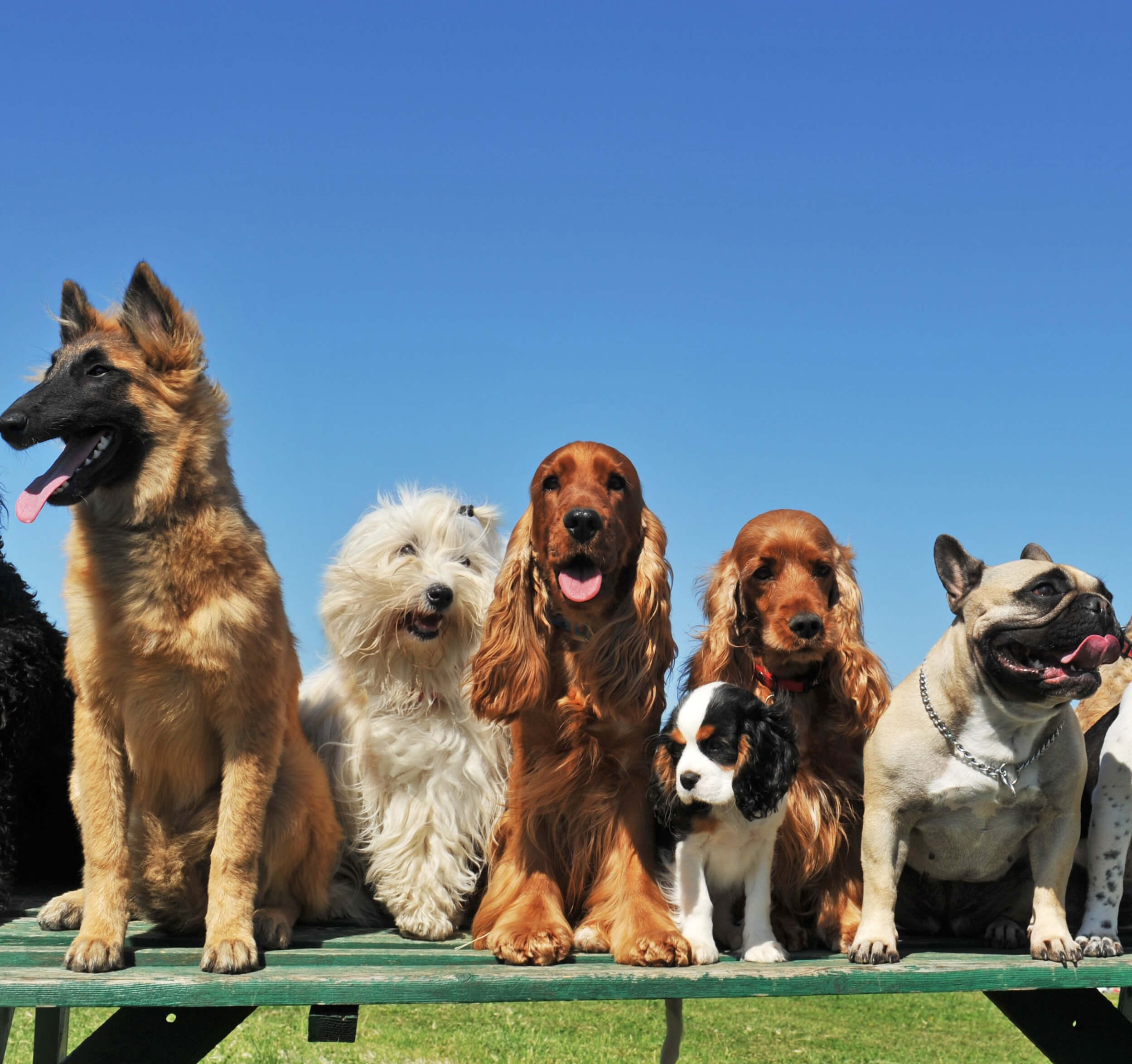 20 interessante Fakten über Hunde
