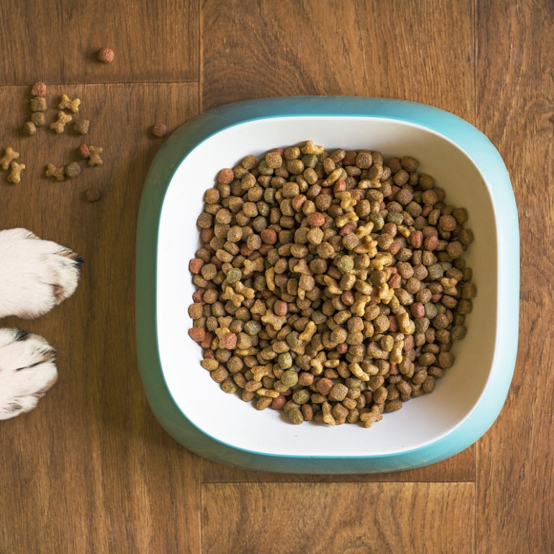 Futterumstellung beim Hund
