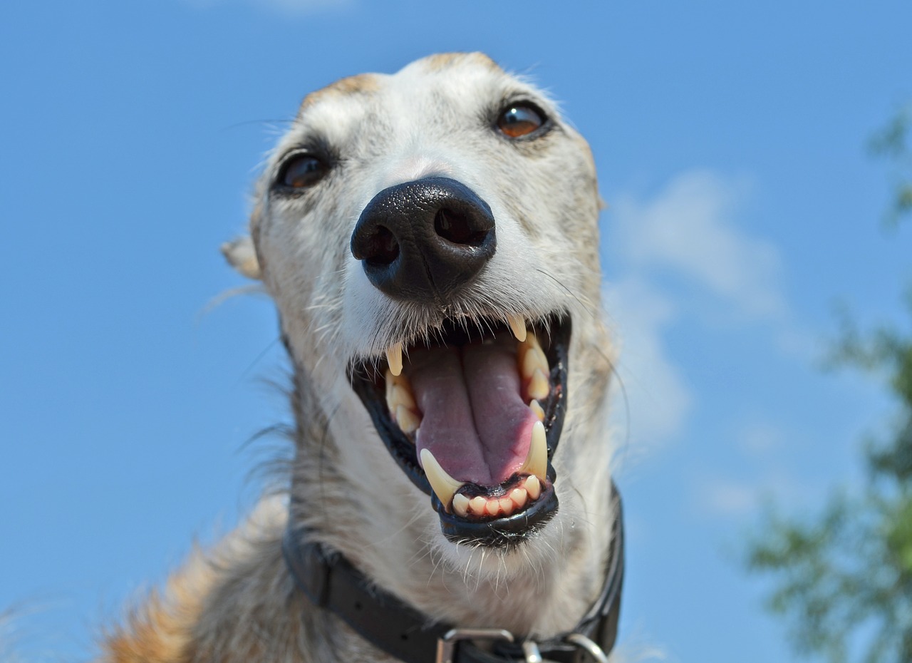 Hund lächelt