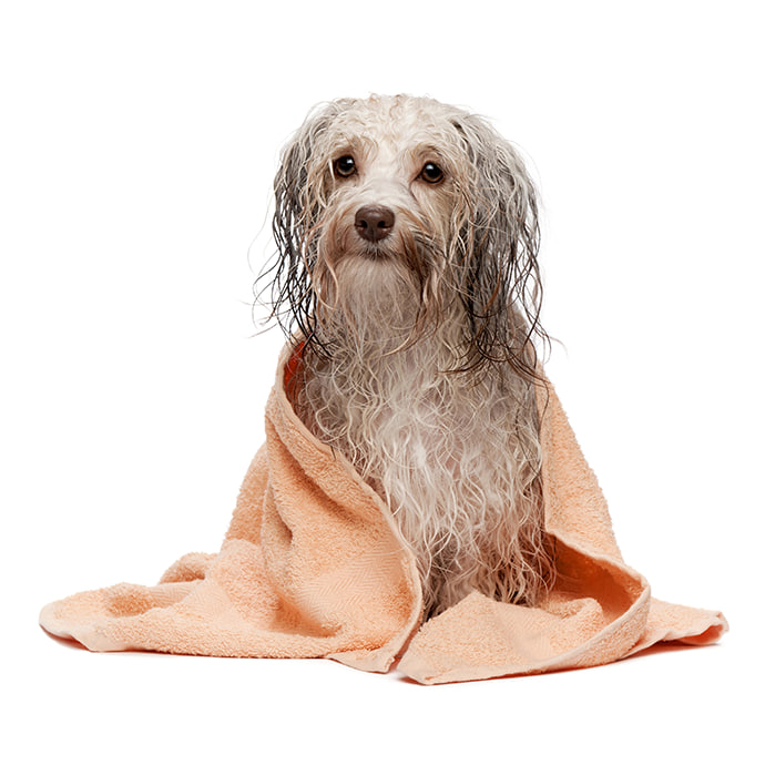 Hund baden