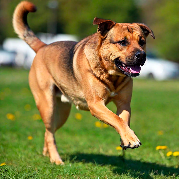 Hund beißt
