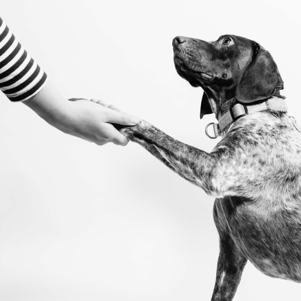 Hund gibt dem Menschen die Pfote