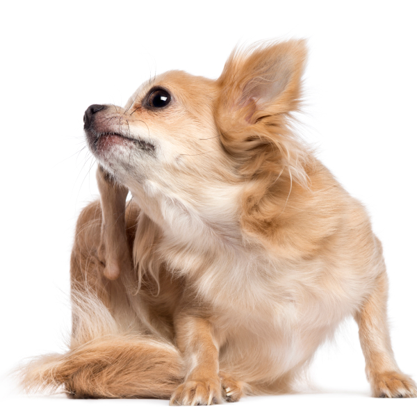 Hund kratzt sich ständig