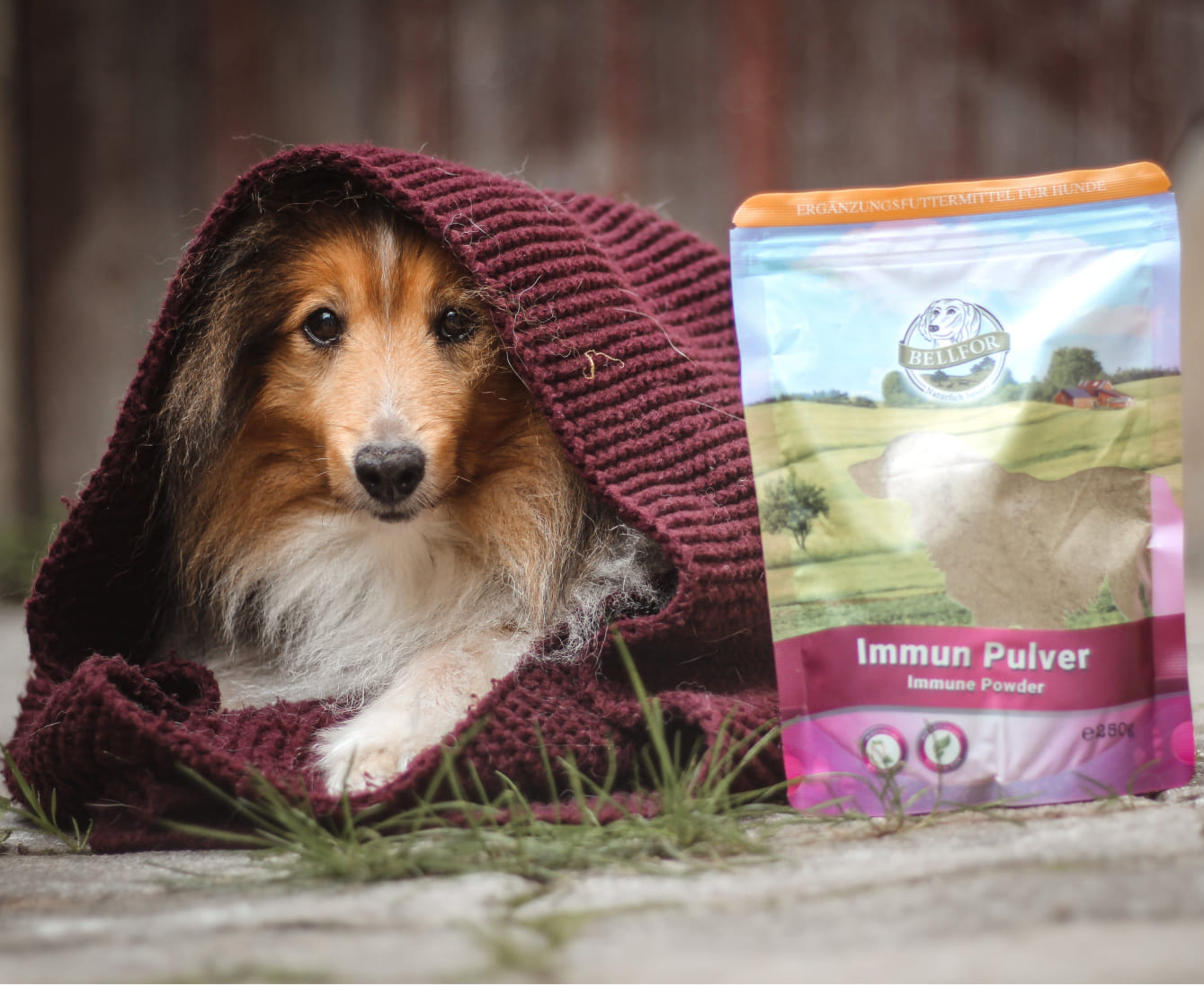 Fieber beim Hund erkennen, messen und behandeln