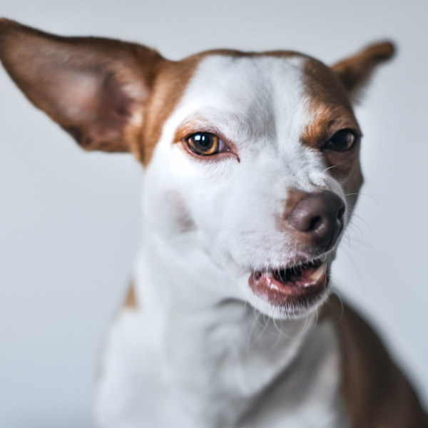 Warum Hunde bellen