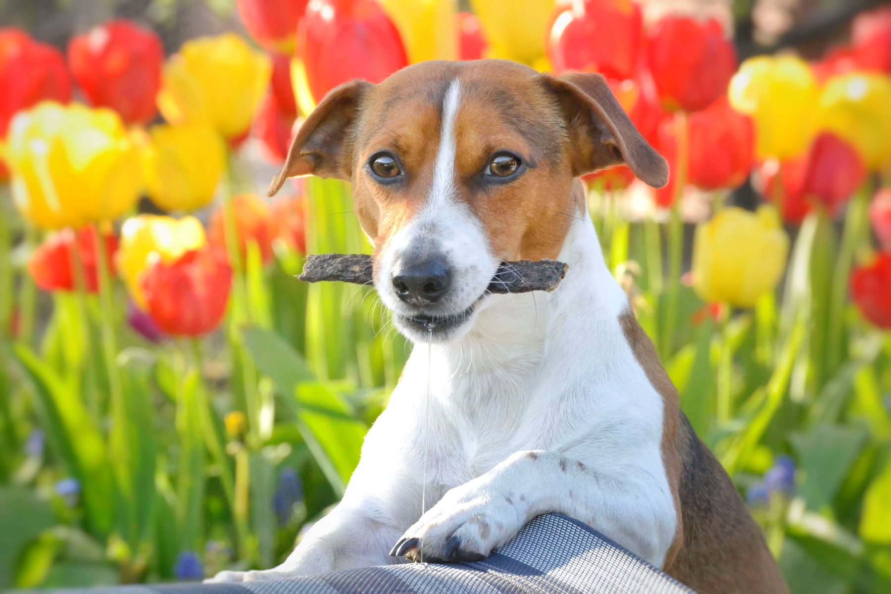 Hundefutter: Was bedeuten Rohprotein, Rohfett und Rohfaser?