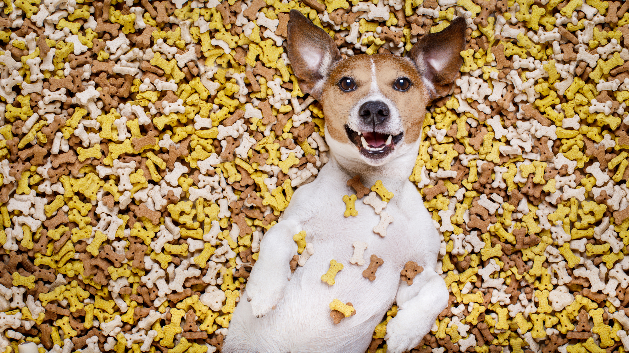 Hundekuchen: Rezepte und Tipps für leckere Belohnungen