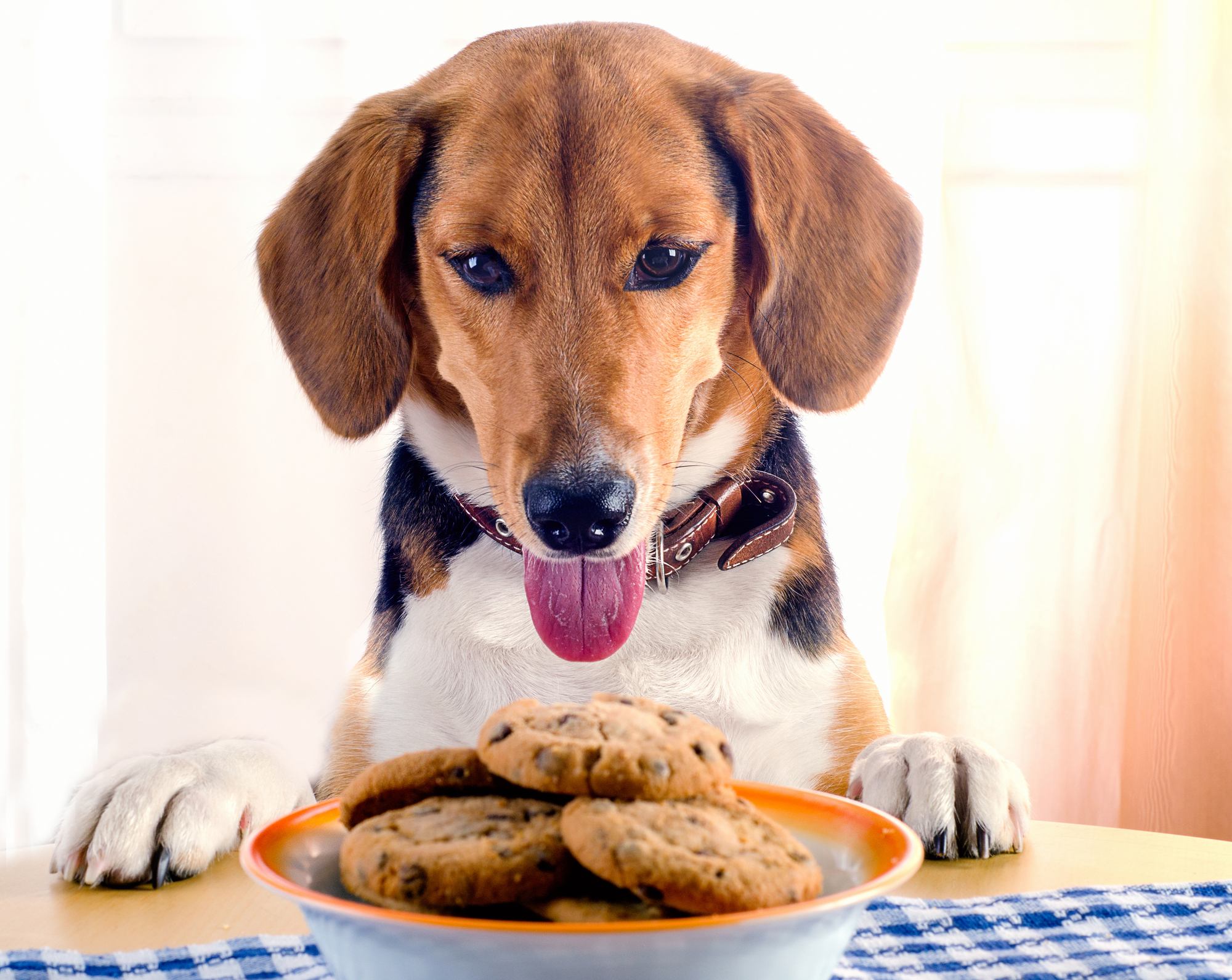 Hundekuchen: Rezepte und Tipps für leckere Belohnungen