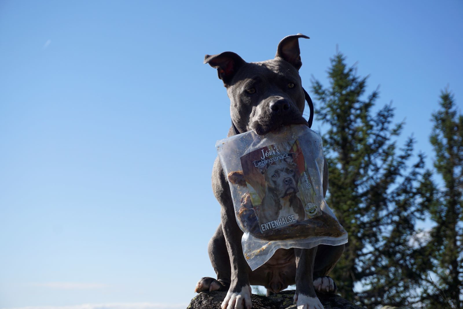 Kann man die Impulskontrolle eines Hundes trainieren