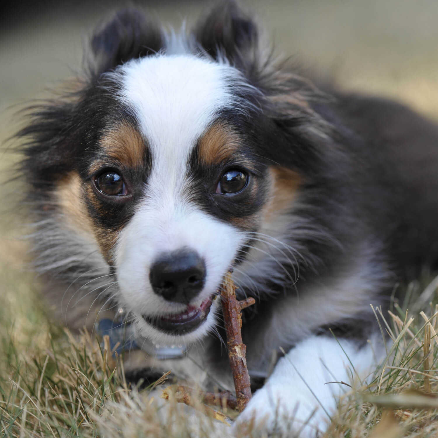 Kauwurzel für Hunde