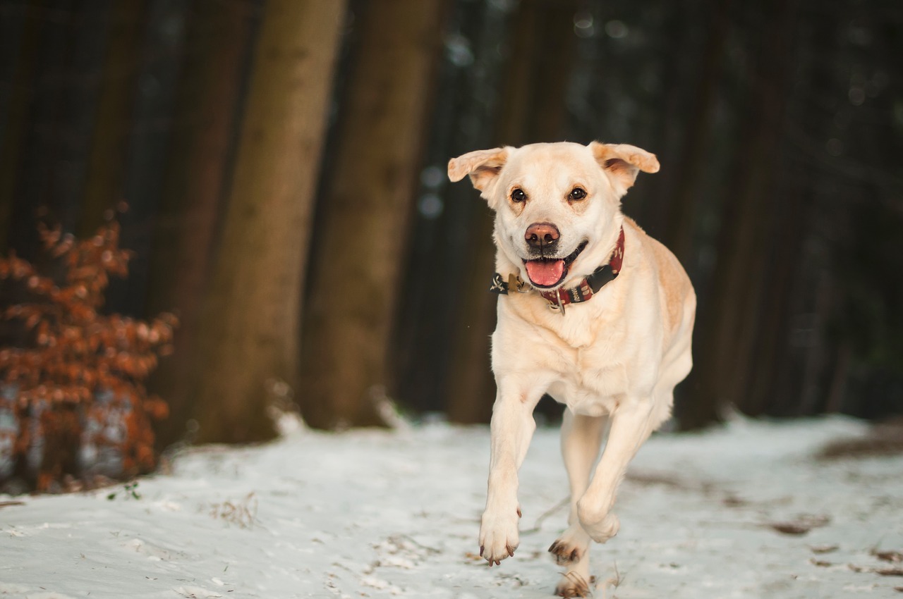 Labrador Aktivität