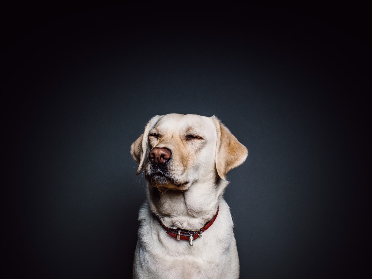 trauriger Hund