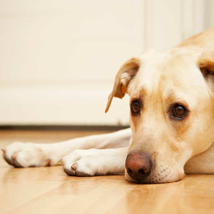 Lungenwürmer beim Hund