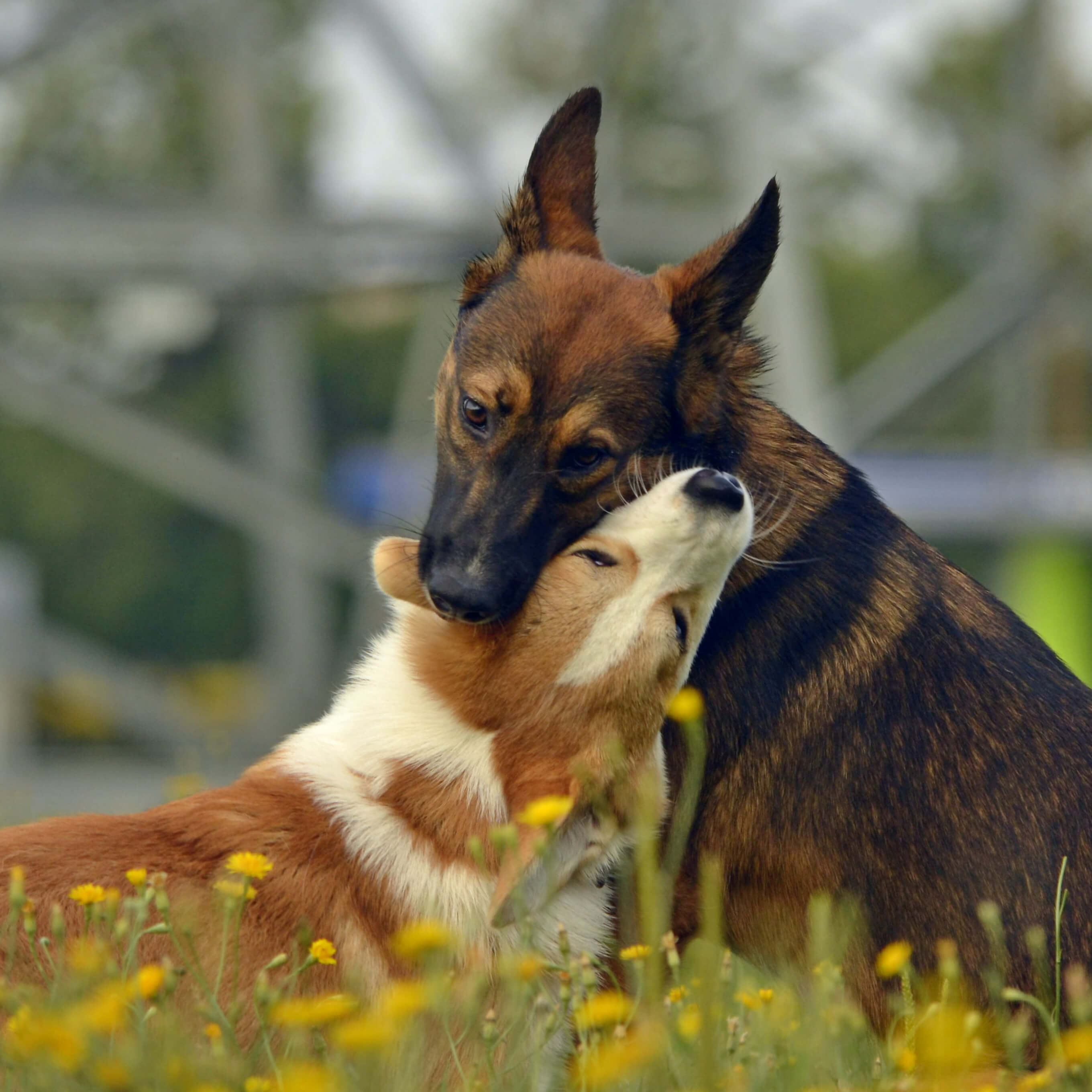 Paarung beim Hund