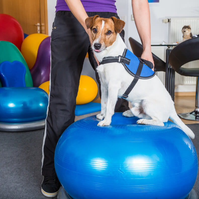 Physiotherapie für Hunde