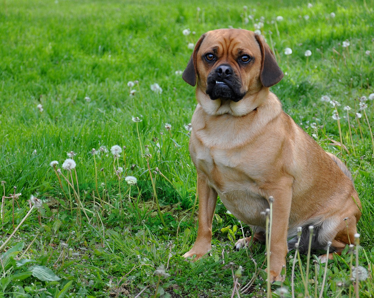 verärgerter Hund