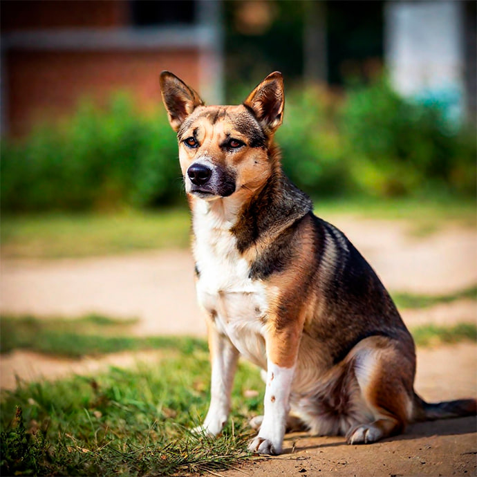 Tierheimhund statt Welpenkauf