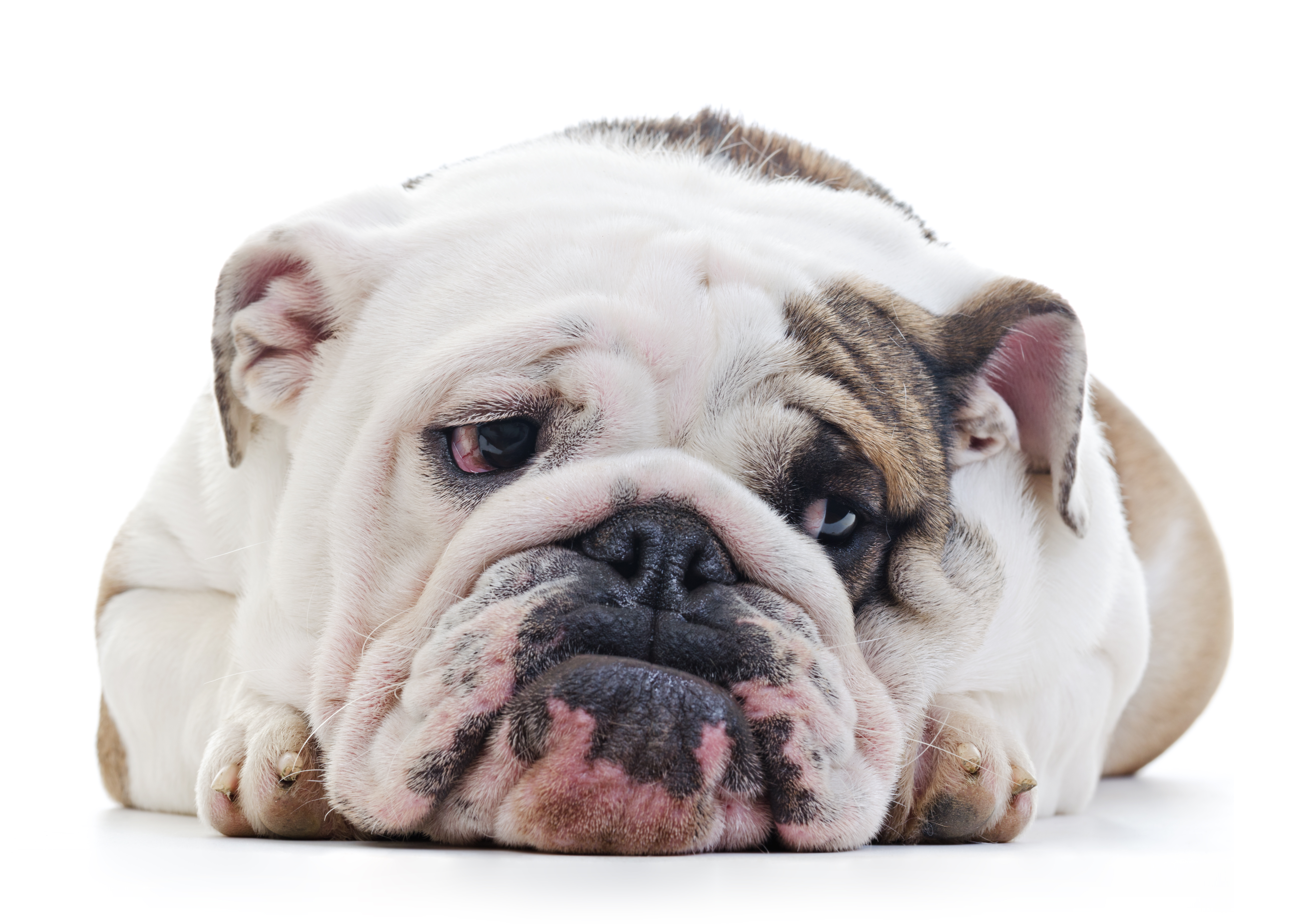 trauriger Hund