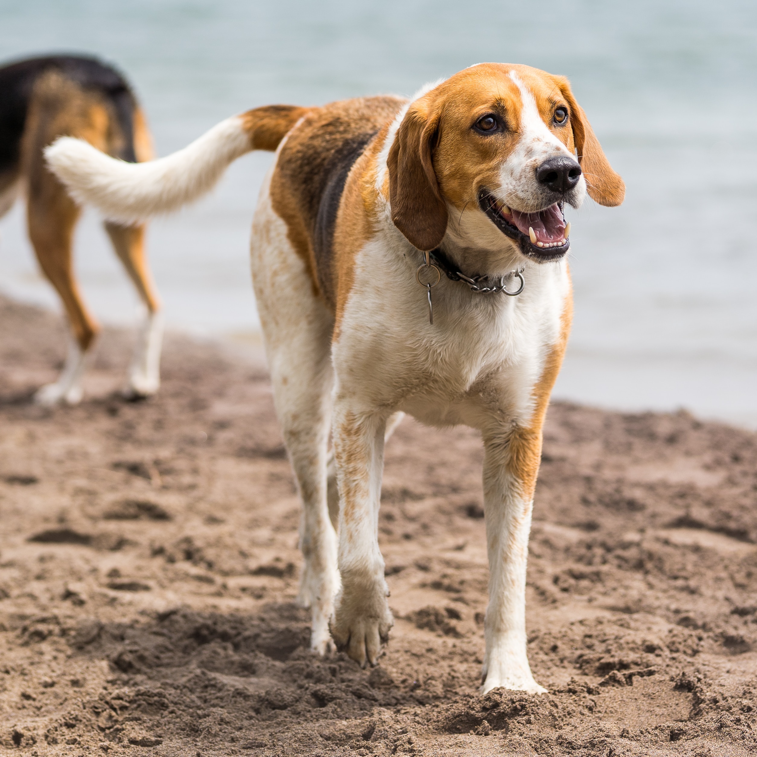 Ungarischer Jagdhund