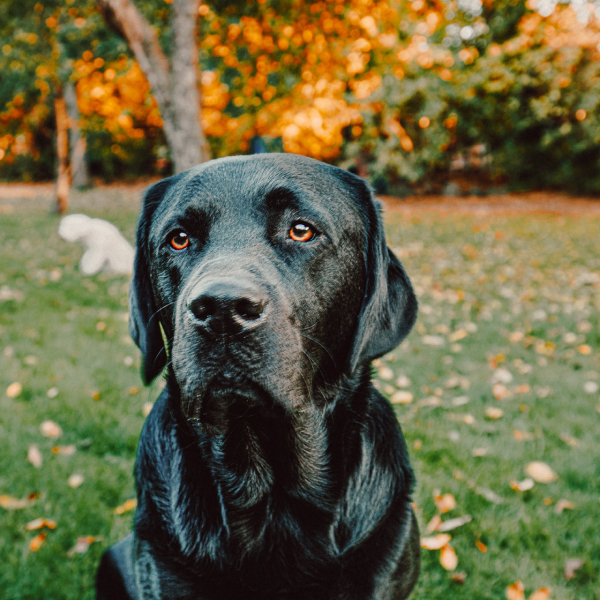 Welche Hunde eignen sich für Allergiker
