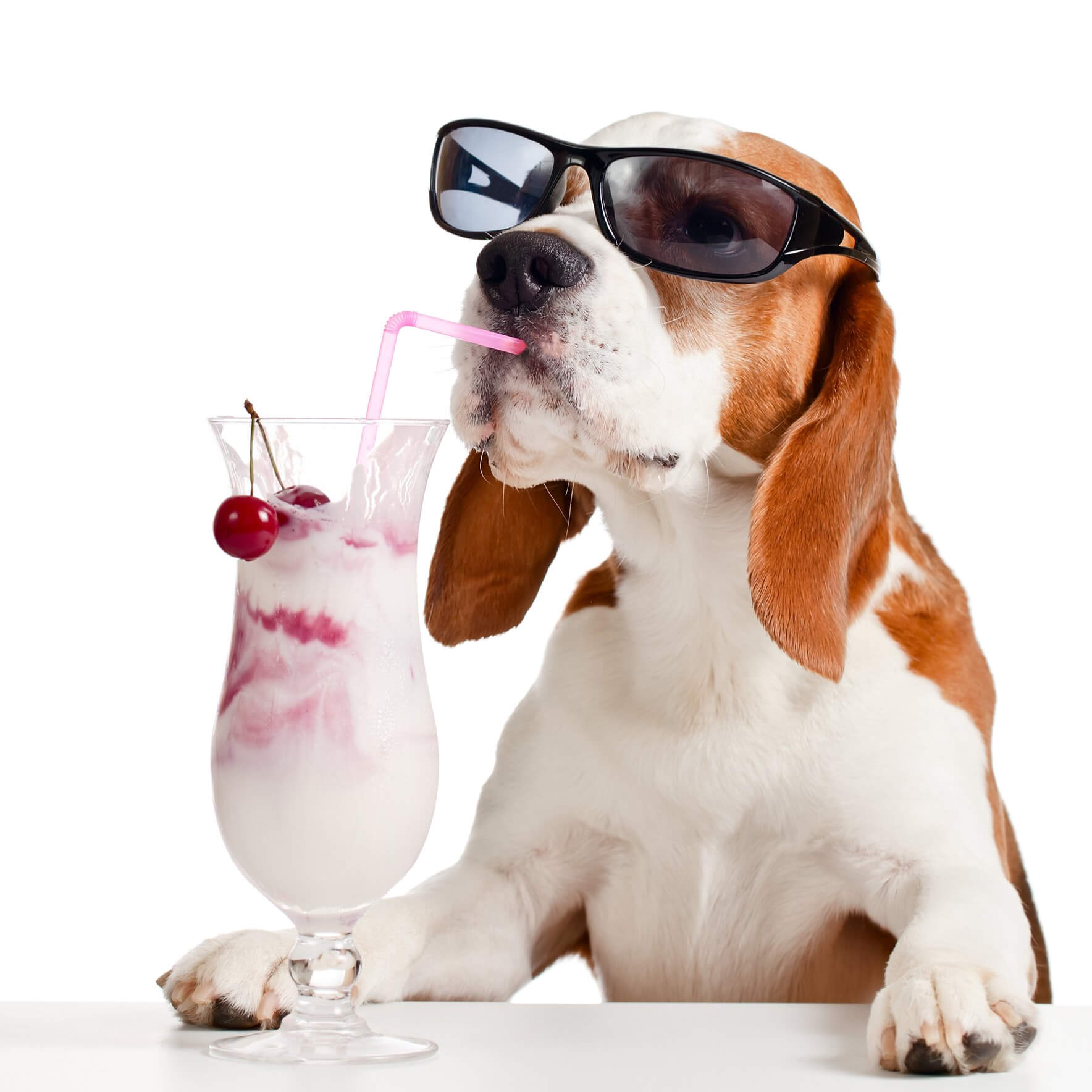 Ziegenmilch als gesunde Option für Ihren Hund