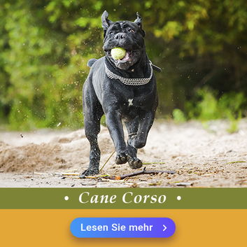 Cane Corso