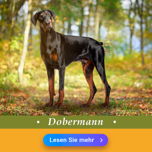 Dobermann