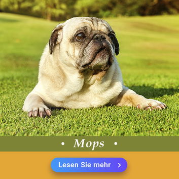 Mops