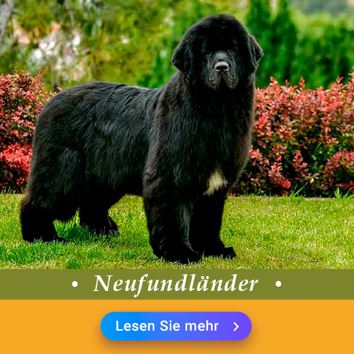 Neufundländer