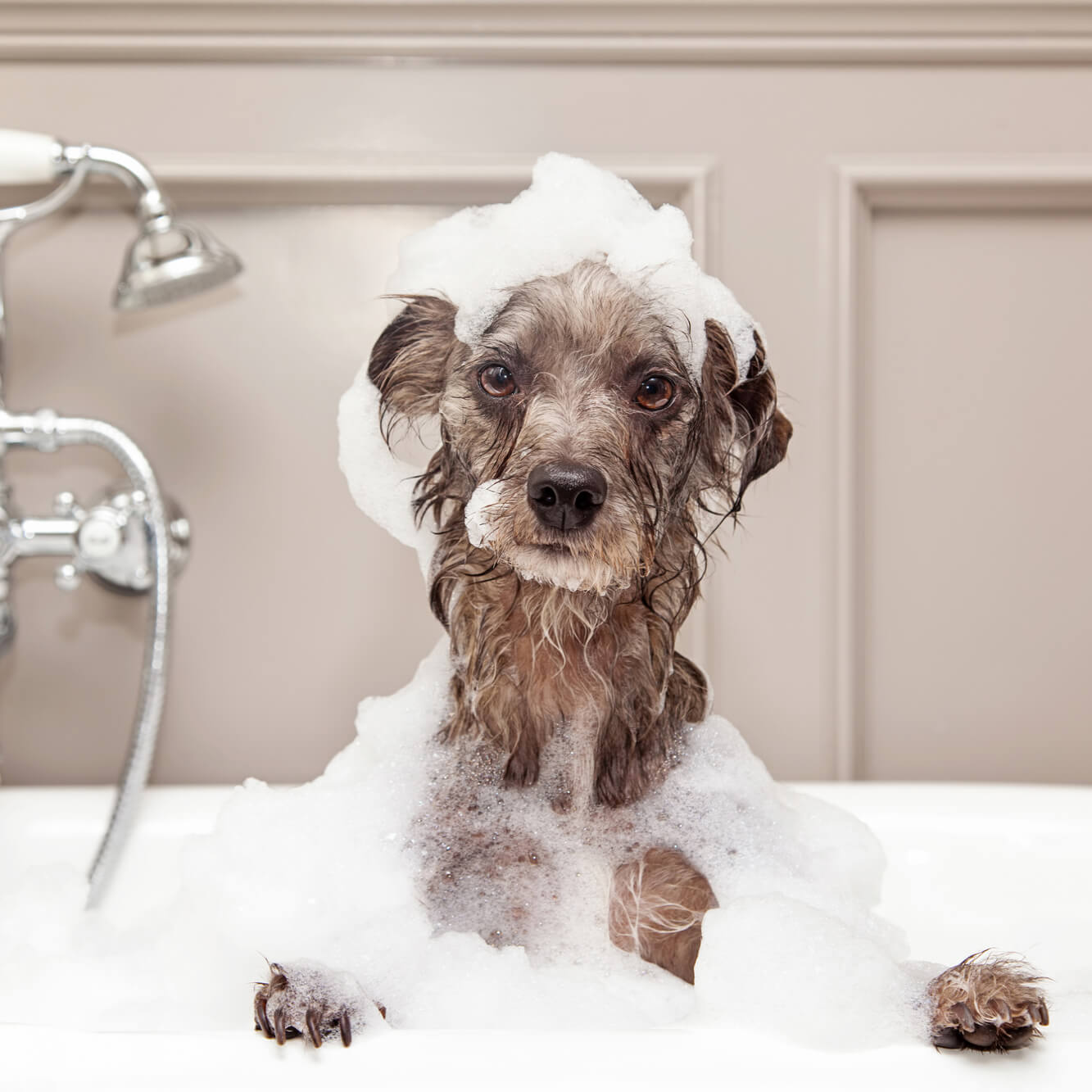 Wie wird die Analdrüse beim Hund