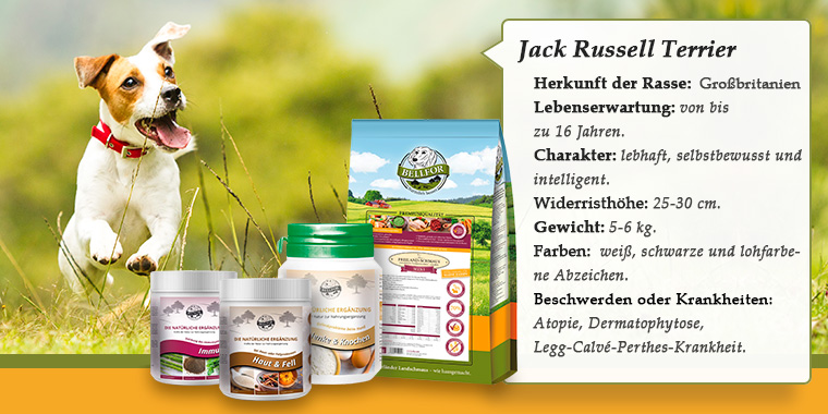 Jack Russell Terrier