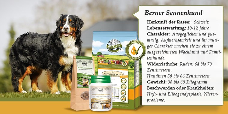 Berner Sennenhund
