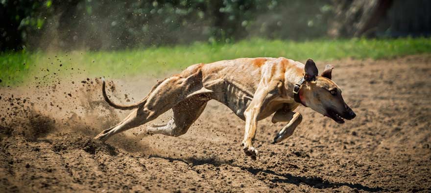 Chondroitin für Hunde