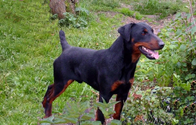 Deutscher Jagdterrier