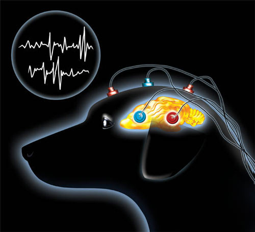 Was ist Epilepsie bei Hunden?
