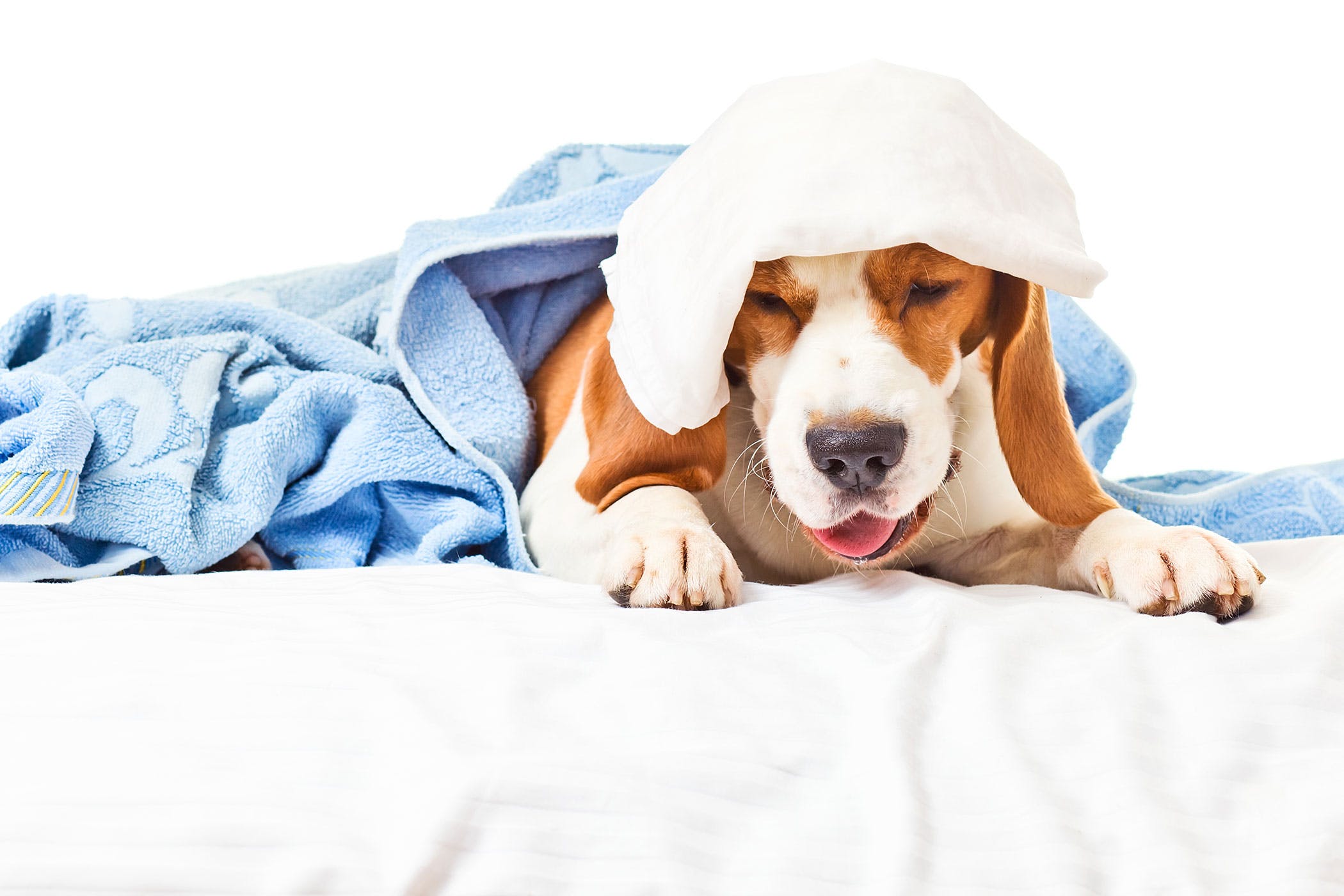 Zwingerhusten beim Hund