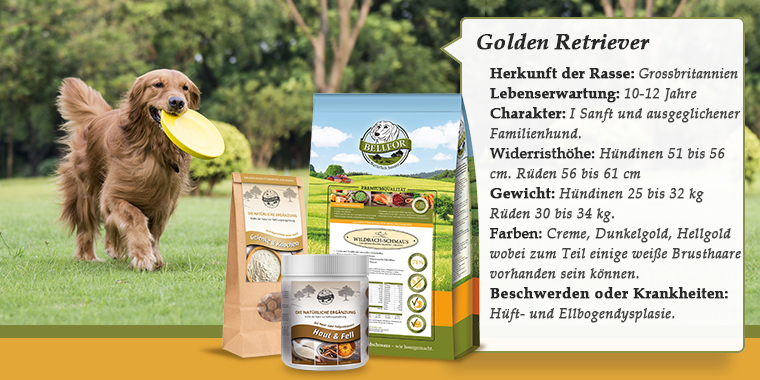 Golden Retriever banner