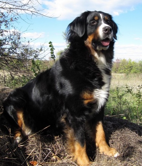 Grünlippmuschel als Nahrungsergänzungsmittel für Hunde