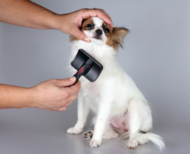 Pflege während des Fellwechsels